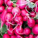A bunch of vibrant pink radishes with green stems, closely packed together.