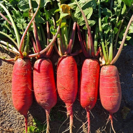 Radish China Rose Seeds