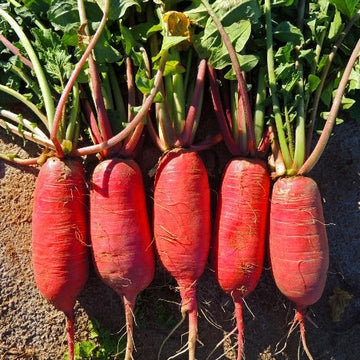 Radish China Rose Seeds
