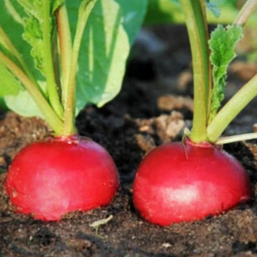 Two crimson giant radishes growing in soil with visible green leaves and red roots.