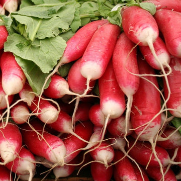 A bunch of French Breakfast radishes with red tops and white tips, displayed with their greens still attached.