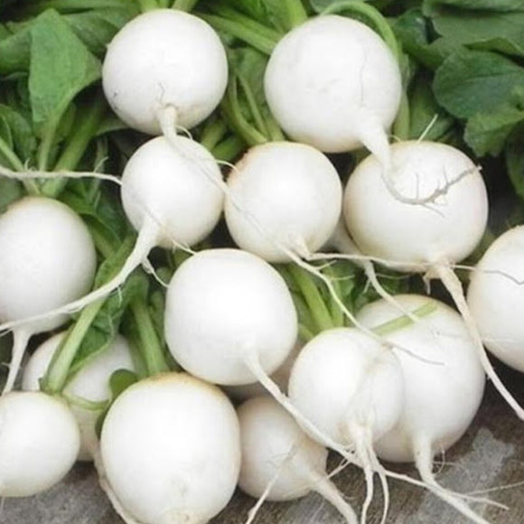 A cluster of white round radishes with green stems, ready for harvest.