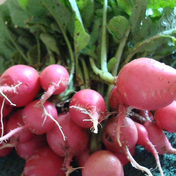 A bunch of pink beauty radishes with vibrant green leaves and pink roots, ready for harvest.