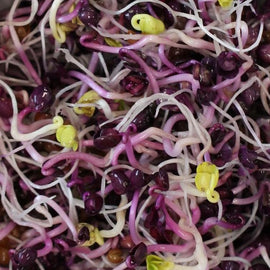 Close-up of purple sprouting radish seeds with visible roots and green shoots.