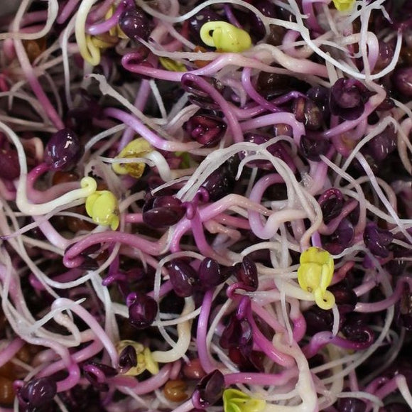 Close-up of purple sprouting radish seeds with visible roots and green shoots.