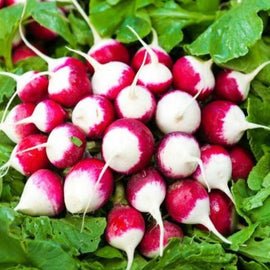 A cluster of round radishes with vibrant scarlet skin and crisp white flesh, freshly harvested and displayed with their green leaves still attached.