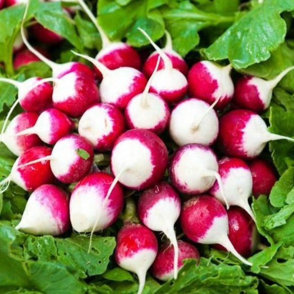 A cluster of round radishes with vibrant scarlet skin and crisp white flesh, freshly harvested and displayed with their green leaves still attached.