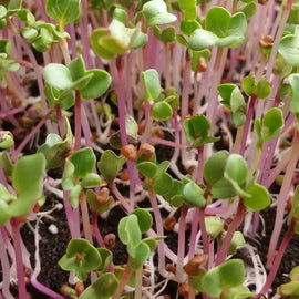 A close-up of young Triton radish plants with vibrant purple stems and green leaves growing in soil.