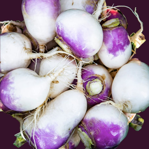A bunch of American Purple Top Rutabagas with large, round, yellow roots and a distinctive purple crown.