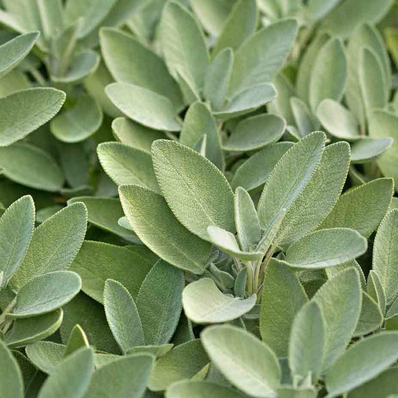 A close-up image of aromatic gray-green leaves of a sage plant.