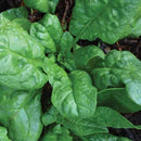 A photo showing a group of vibrant green, leafy America Spinach plants growing in soil.