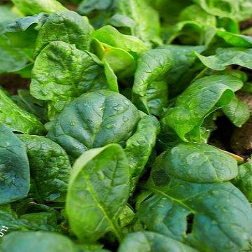 A close-up of Matador Spinach seeds growing, showing large, smooth, dark green leaves.