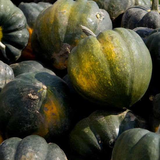 A pile of dark green acorn squash with some yellowing at the stem end.