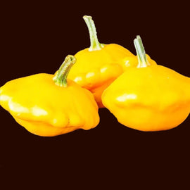 Three golden yellow bush squash with a patty-pan shape against a black background.