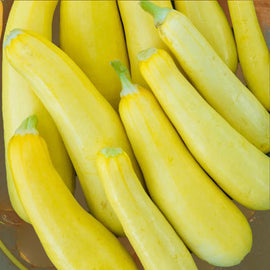 A group of yellow squash known as Success PM Straightneck Squash, ready for harvest.