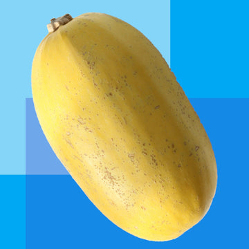 A single, ripe spaghetti squash with a tan to yellow skin, isolated on a two-tone blue background.