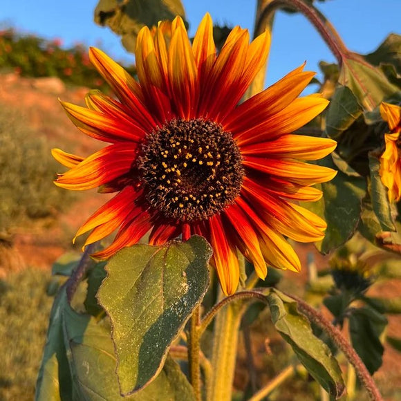 A sunflower with a mix of yellow, bronze, and red petals, fully bloomed and in focus, with blurred green leaves and autumnal background.