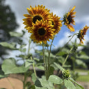 Sunflower Autumn Beauty Seeds-2