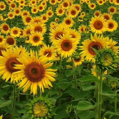 A field of vibrant yellow sunflowers with dark brown centers, growing in full sun.