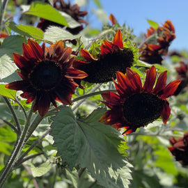 A group of sunflowers with chocolate-colored petals and a cherry-red center, surrounded by green leaves.