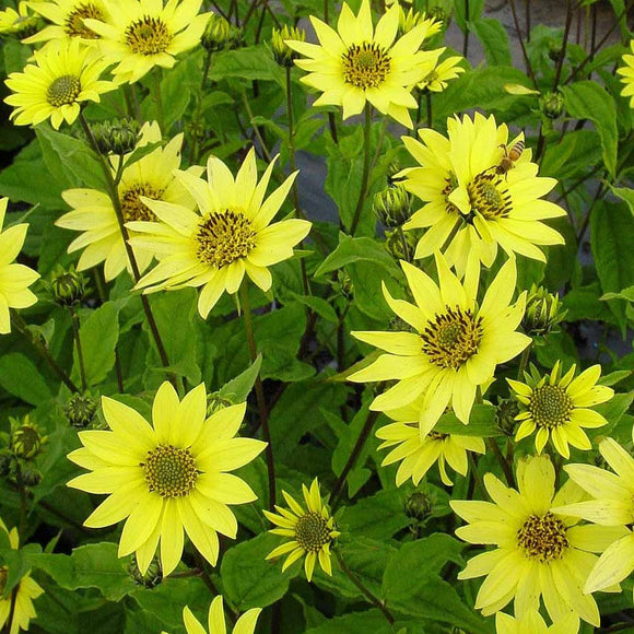Group of bright yellow sunflowers with green leaves