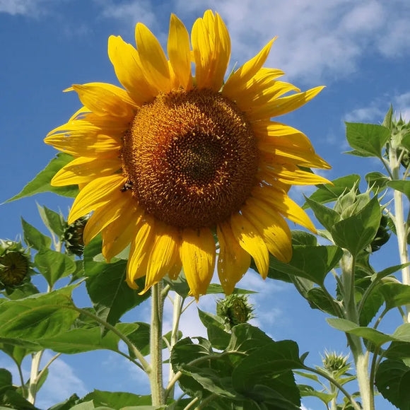 A tall sunflower with bright yellow petals and a grey striped center, growing outdoors under a blue sky.