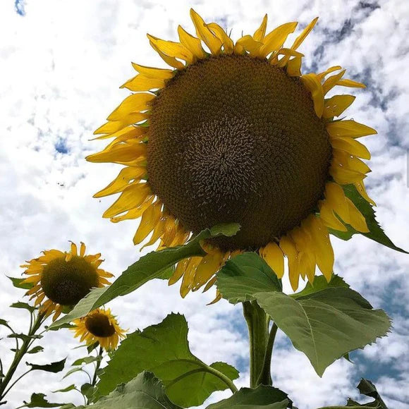 Sunflower Mammoth Grey Stripe Seeds - 0