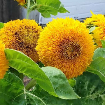 Close-up image of two Sungold Dwarf sunflowers with their fluffy, yellow petals in full bloom.