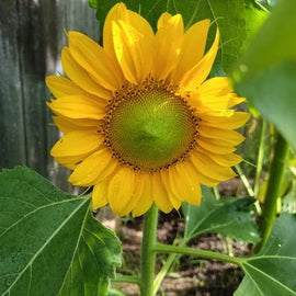 A close-up image of a sunflower with a large head and bright yellow petals, growing in a garden.