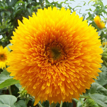 A close-up image of a bright yellow, fully-double sunflower with a fluffy appearance, showcasing its vibrant petals in full bloom.