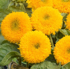 Close-up of bright yellow sunflowers with green leaves
