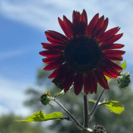 A single red sunflower with velvety petals against a blue sky with few clouds