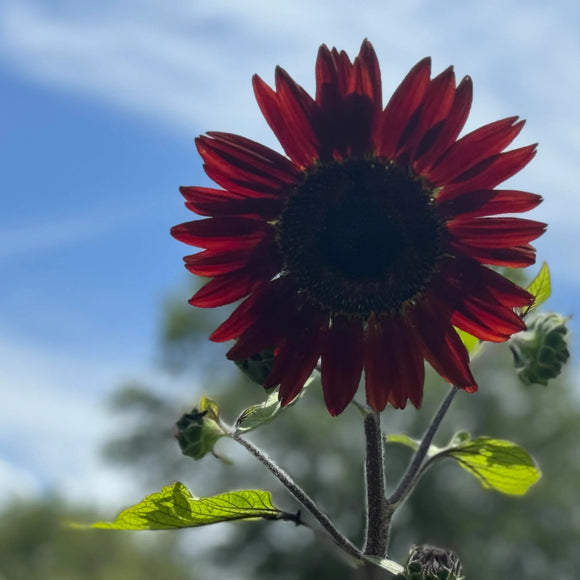 A single red sunflower with velvety petals against a blue sky with few clouds