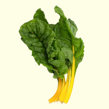 A fresh bunch of Swiss Chard with golden yellow stalks and dark green leaves.