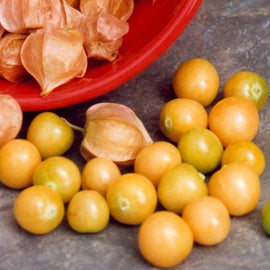 A cluster of small, round, yellow tomatillo fruits with a few still in their green husks, displayed on a red surface.
