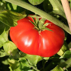 A ripe red Beefsteak tomato growing on the vine with green leaves in the background.