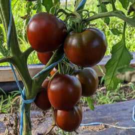 Cluster of dark maroon to black tomatoes on the vine with green leaves in the background.