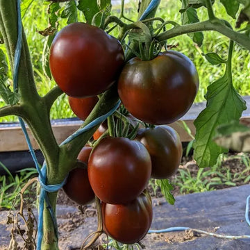 Cluster of dark maroon to black tomatoes on the vine with green leaves in the background.