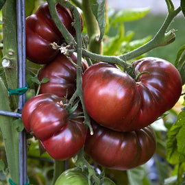 Cluster of dark red Brandywine Black tomatoes on the vine.