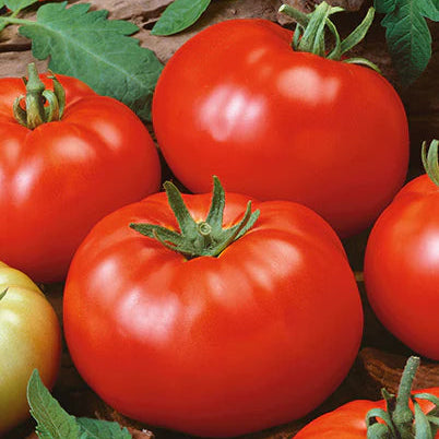 A cluster of ripe Brandywine Red tomatoes on a vine with green leaves in the background.