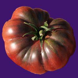 A dark purple, ribbed tomato with a green stem on a purple background.