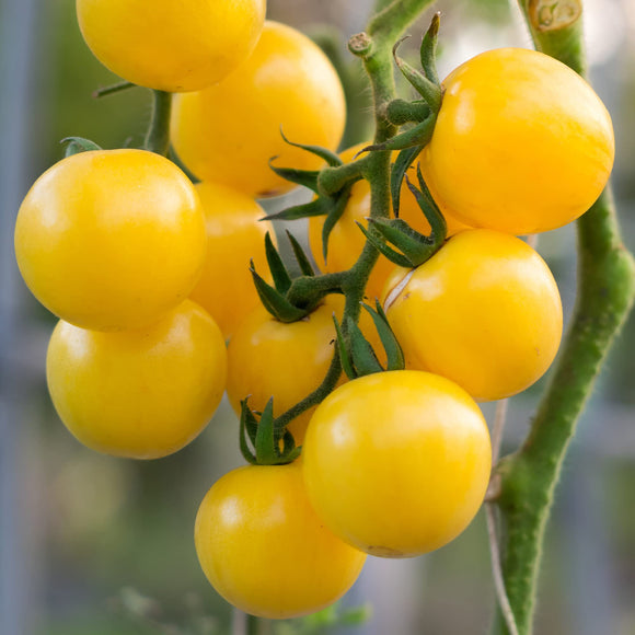 Cluster of small, yellow cherry tomatoes still attached to the vine.