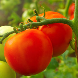 A close-up of two red Floradade tomatoes on the vine with green tomatoes and foliage in the background.