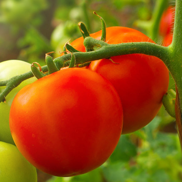 A close-up of two red Floradade tomatoes on the vine with green tomatoes and foliage in the background.