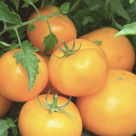 A cluster of golden-orange Jubilee tomatoes on the vine with green leaves.
