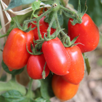 Cluster of bright red Roma tomatoes on the vine.