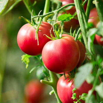 Cluster of red tomatoes on the vine with green leaves in the background.