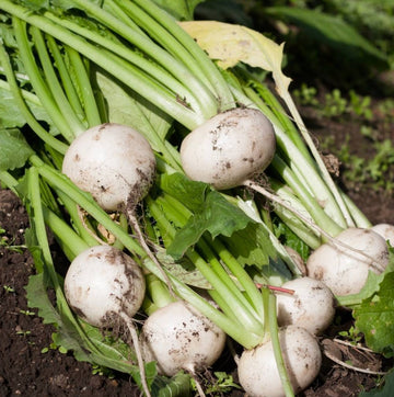 A bunch of white turnips with green stems, freshly harvested and placed on the ground in a garden setting.