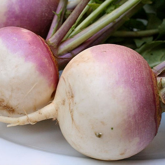Three white globe turnips with purple tops, fresh out of the ground, placed on a white plate.