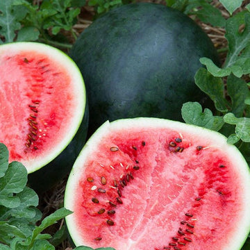 Whole and sliced Sugar Baby watermelons with green leaves in the background.